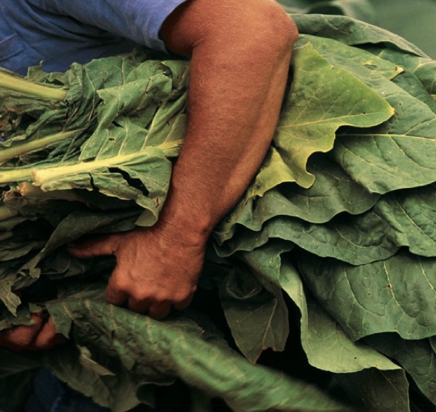 Świeżo ścięte liście tytoniu trzymane przez rolnika